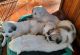 Great Pyrenees Puppies for sale in Carrollton, GA, USA. price: NA