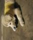 Great Pyrenees Puppies for sale in S Las Vegas Blvd, Las Vegas, NV 89102, USA. price: $3,000
