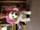Great Pyrenees Puppies for sale in Le Roy, NY 14482, USA. price: NA