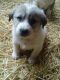 Great Pyrenees Puppies for sale in Yakima, WA, USA. price: NA