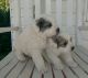 Great Pyrenees Puppies for sale in Monroe, NC, USA. price: $600