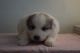 Great Pyrenees Puppies for sale in Tetonia, ID, USA. price: $500