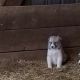 Great Pyrenees Puppies for sale in Ironton, OH, USA. price: $195