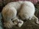 Great Pyrenees Puppies for sale in Butler, PA, USA. price: NA