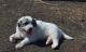 Great Pyrenees Puppies for sale in Lyndon, KS 66451, USA. price: $350