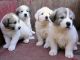 Great Pyrenees Puppies for sale in 58503 Rd 225, North Fork, CA 93643, USA. price: NA