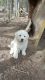 Great Pyrenees Puppies for sale in New Castle, VA 24127, USA. price: NA