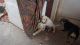 Great Pyrenees Puppies for sale in Maricopa, CA 93252, USA. price: NA