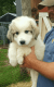 Great Pyrenees Puppies for sale in Shelby, NC, USA. price: NA