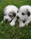 Great Pyrenees Puppies for sale in Tecate, CA 91987, USA. price: NA