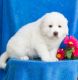 Great Pyrenees Puppies for sale in CA-1, Mill Valley, CA 94941, USA. price: NA
