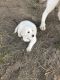 Great Pyrenees Puppies for sale in Pico Rivera, CA, USA. price: $375