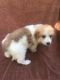 Great Pyrenees Puppies for sale in Loganville, GA 30052, USA. price: NA