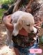 Great Pyrenees Puppies for sale in Van Vleck, TX 77482, USA. price: $40