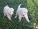 Great Pyrenees Puppies for sale in Polk City, FL 33868, USA. price: $500