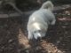Great Pyrenees Puppies for sale in Munfordville, KY 42765, USA. price: NA