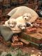 Great Pyrenees Puppies for sale in Asheboro, NC, USA. price: NA
