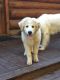 Great Pyrenees Puppies for sale in Menominee, MI 49858, USA. price: NA