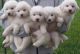 Great Pyrenees Puppies for sale in Ontario St, Kingston, ON, Canada. price: NA
