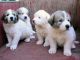 Great Pyrenees Puppies for sale in New York, NY, USA. price: NA