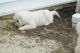 Great Pyrenees Puppies for sale in Chambersburg, PA, USA. price: NA