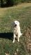 Great Pyrenees Puppies for sale in Spencer, IN 47460, USA. price: NA