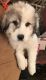Great Pyrenees Puppies for sale in Minerva, OH 44657, USA. price: NA