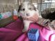Great Pyrenees Puppies for sale in Rocky Ford, CO 81067, USA. price: NA