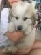 Great Pyrenees Puppies for sale in Waller, TX 77484, USA. price: $300