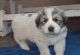 Great Pyrenees Puppies for sale in Raleigh, NC, USA. price: $750