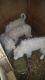 Great Pyrenees Puppies for sale in Atlanta, GA, USA. price: NA