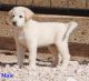Great Pyrenees Puppies for sale in Willard, NM, USA. price: NA