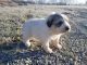 Great Pyrenees Puppies for sale in Batesville, IN 47006, USA. price: NA