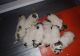 Great Pyrenees Puppies for sale in Los Angeles, CA, USA. price: NA
