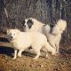Great Pyrenees Puppies for sale in WILOUGHBY HLS, OH 44094, USA. price: NA