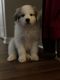 Great Pyrenees Puppies for sale in Norfolk, VA, USA. price: NA