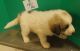 Great Pyrenees Puppies for sale in Los Angeles, CA, USA. price: $1,500