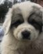 Great Pyrenees Puppies for sale in Holly Springs, NC, USA. price: $750