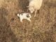 Great Pyrenees Puppies for sale in Yadkinville, NC 27055, USA. price: NA
