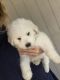 Great Pyrenees Puppies for sale in Harlingen, TX, USA. price: $300