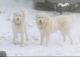 Great Pyrenees Puppies for sale in Colorado Springs, CO, USA. price: NA