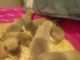Great Pyrenees Puppies for sale in Jacksonville, FL, USA. price: NA