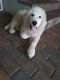 Great Pyrenees Puppies for sale in Plant City, FL, USA. price: NA