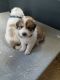 Great Pyrenees Puppies for sale in Lester Prairie, MN 55354, USA. price: $400