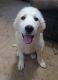 Great Pyrenees Puppies for sale in Solvang, CA 93463, USA. price: NA