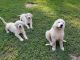 Great Pyrenees Puppies for sale in Braxton County, WV, USA. price: $250