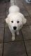 Great Pyrenees Puppies for sale in Lawrenceville, GA, USA. price: NA