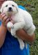 Great Pyrenees Puppies for sale in Greenville, TX, USA. price: NA