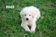 Great Pyrenees Puppies for sale in Pendleton, SC 29670, USA. price: NA