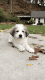 Great Pyrenees Puppies for sale in West Springfield, MA, USA. price: $350